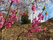 73 Daphne mezereum (Fior di stecco)